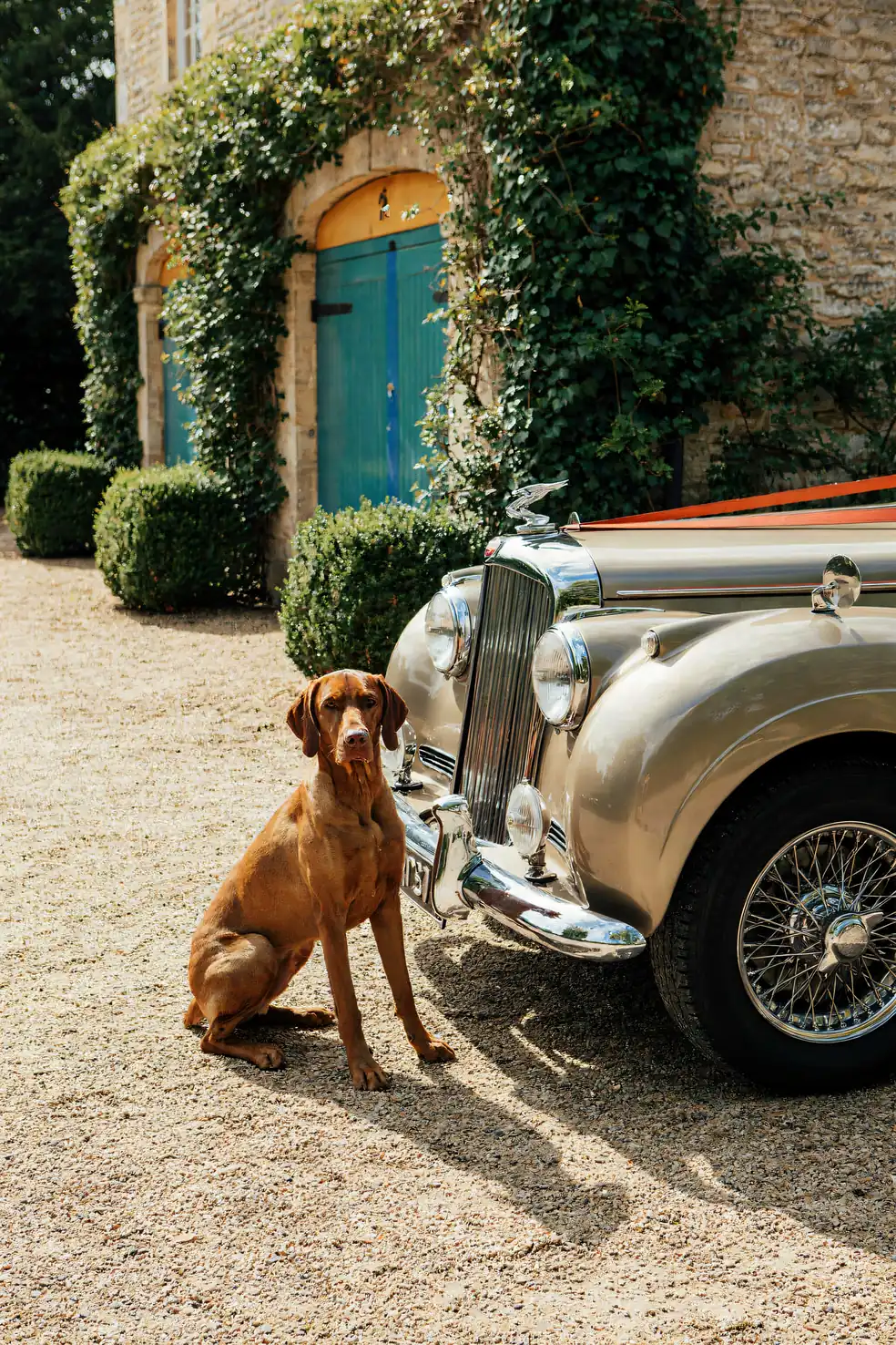 Vizsla Wall Art — Vintage Bentley Print, brass and black digital art print