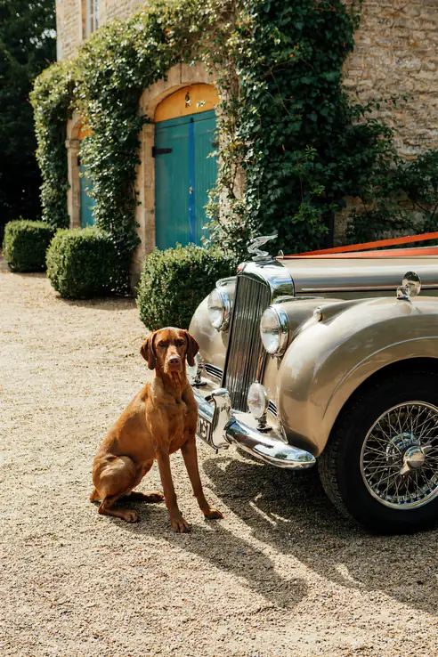 Vizsla Wall Art — Vintage Bentley Print