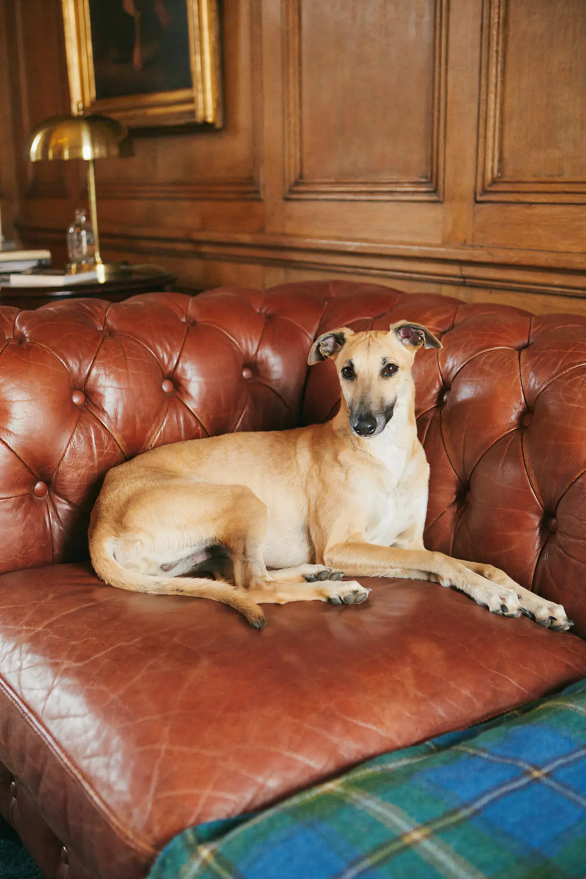 Whippet Wall Art — Chesterfield Sofa Print, brass and black digital art print