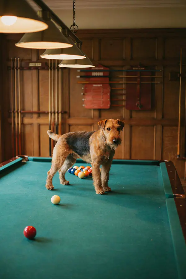 Wire Fox Terrier Wall Art — Billiard Room Print