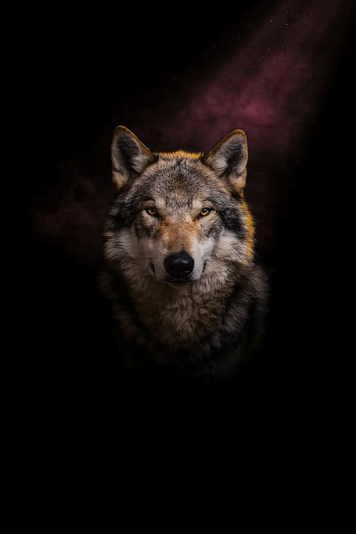 Wolf Wall Art — Brass Rim Light Wolf Print, brass and black digital art print