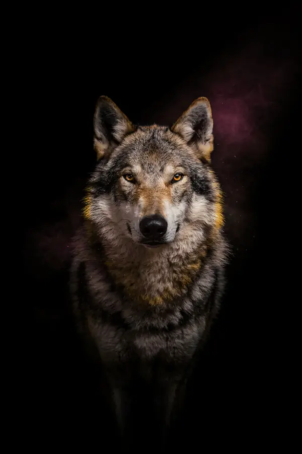 Wolf Wall Art II — Brass Rim Light Wolf Print
