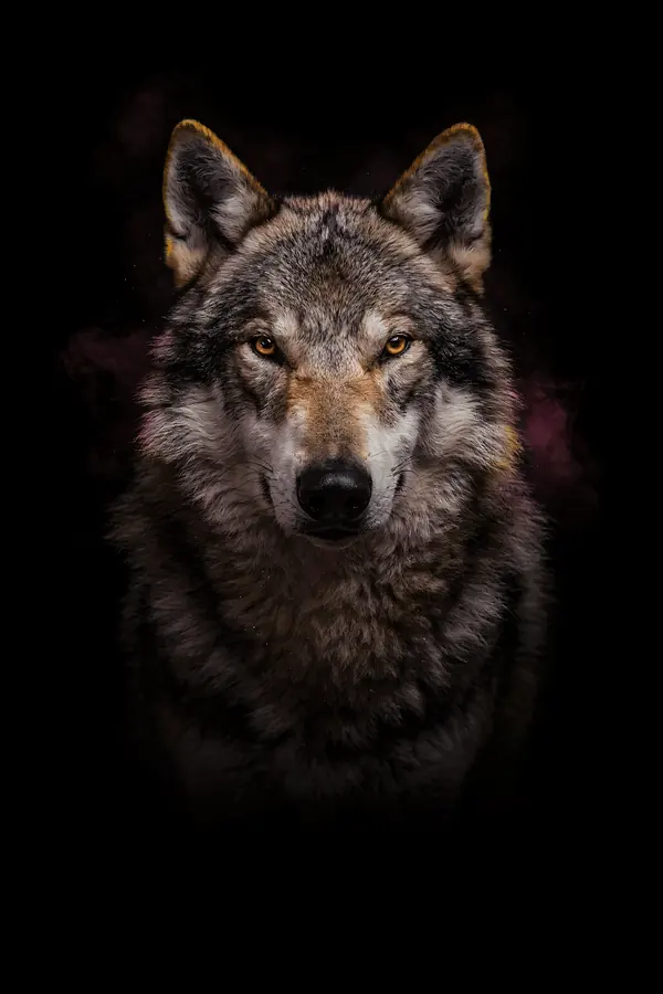 Wolf Wall Art III — Brass Rim Light Wolf Print